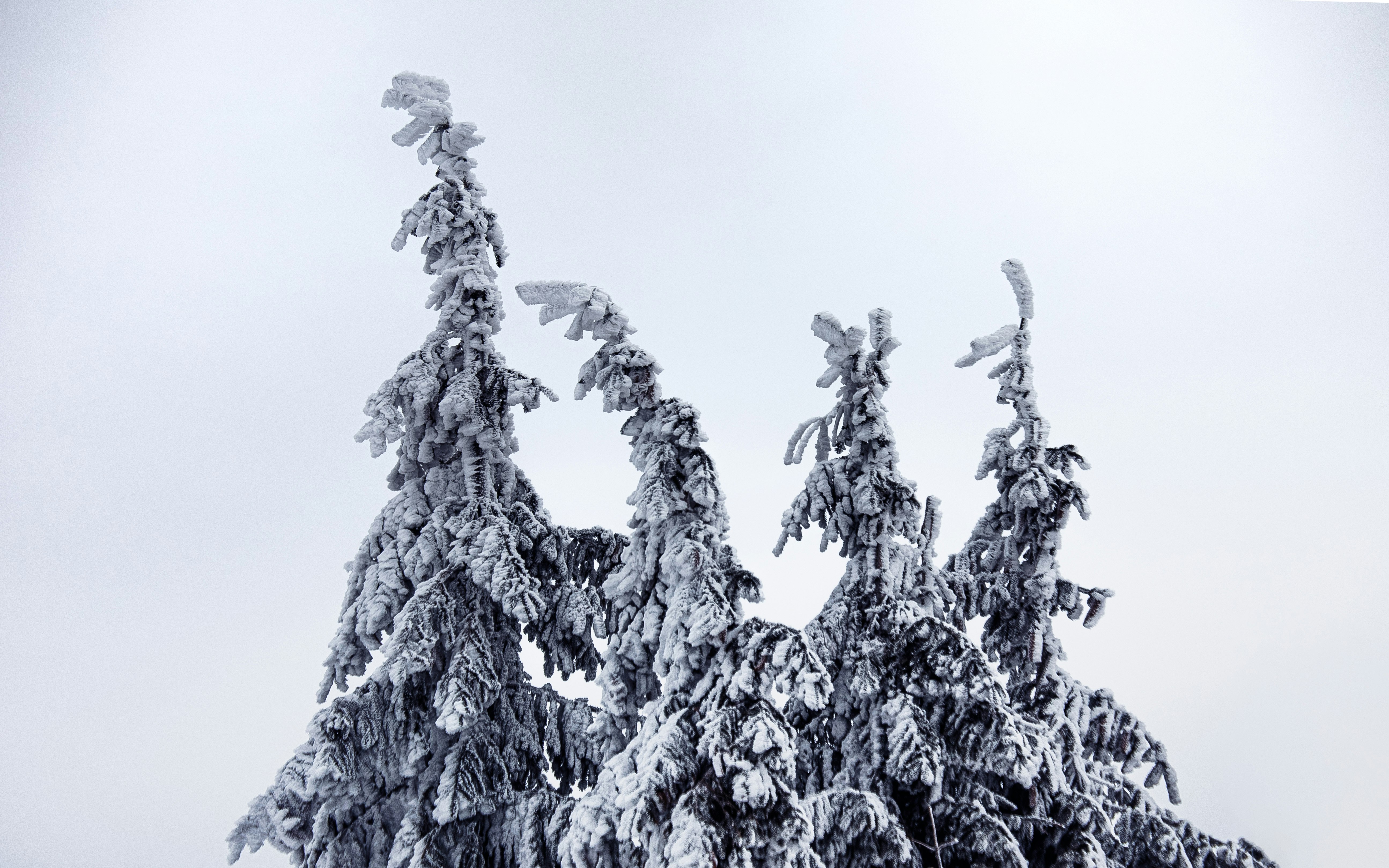 grayscale photo of tree covered with snow